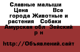 Славные малыши! › Цена ­ 10 000 - Все города Животные и растения » Собаки   . Амурская обл.,Зейский р-н